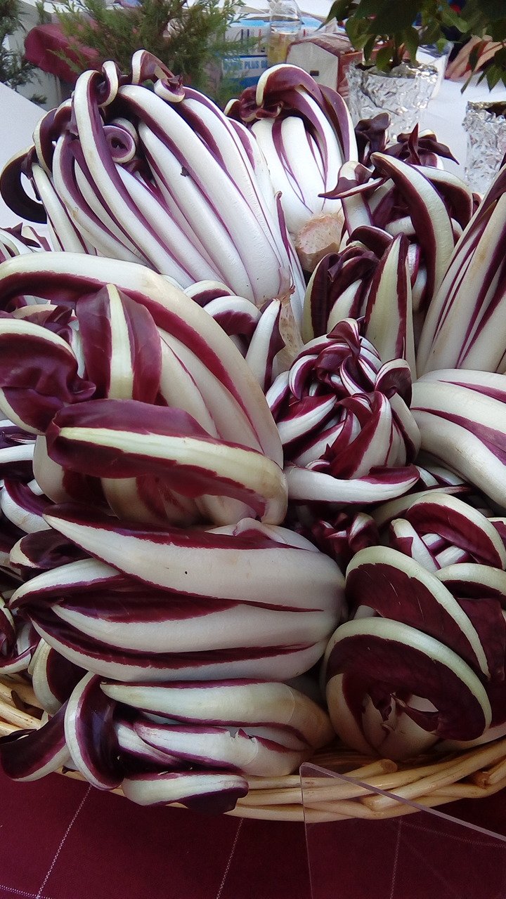 radicchio