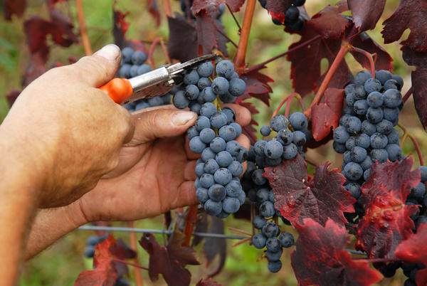 vendemmia-francia-lavoro-guadagnare