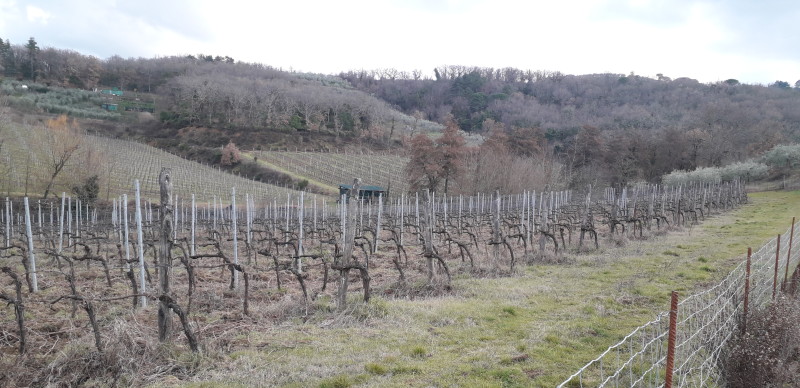 vigneti-valdarno-zona-la-selva